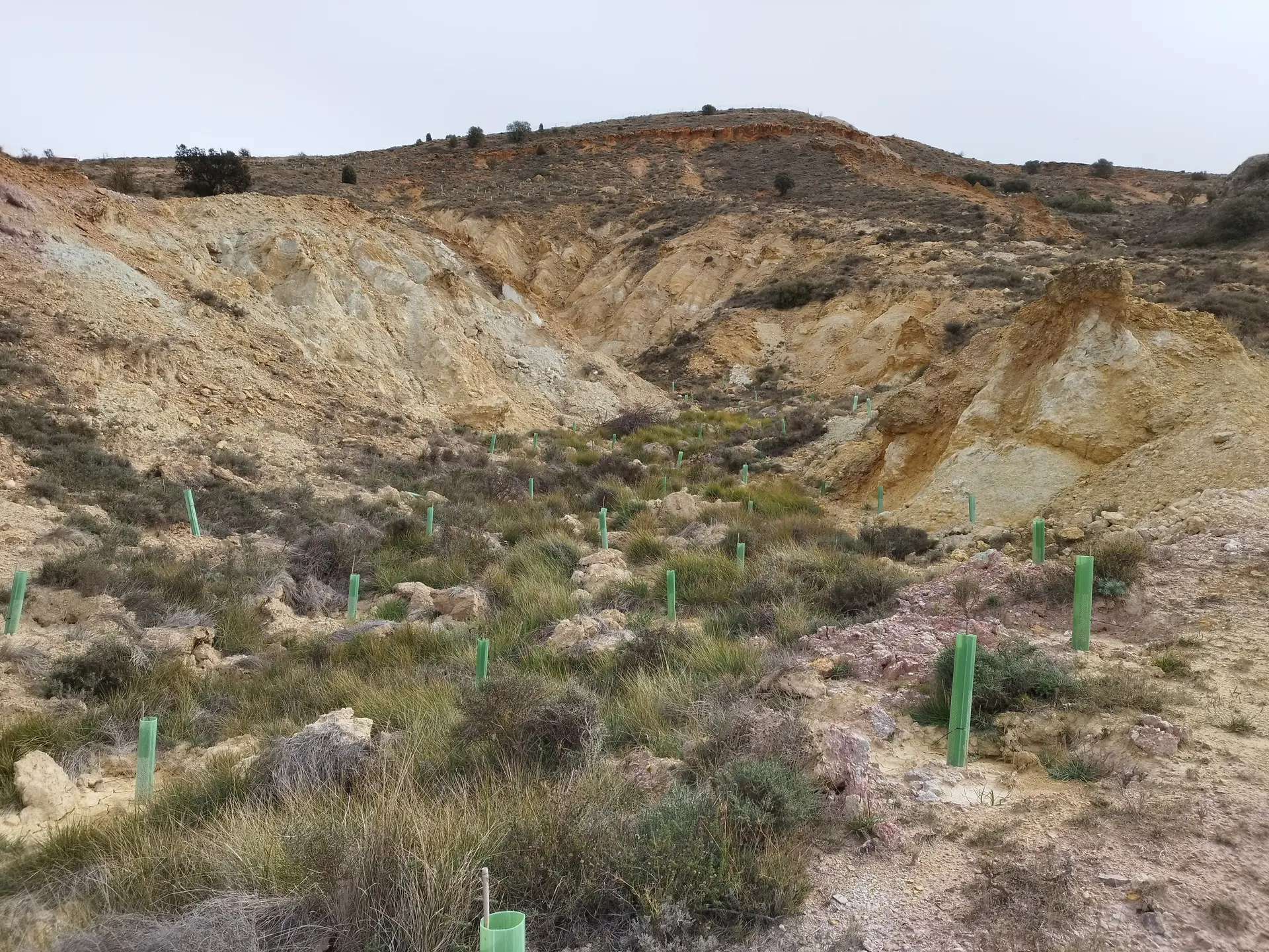 Plantones con protectores en la repoblación de Albentosa (Teruel)
