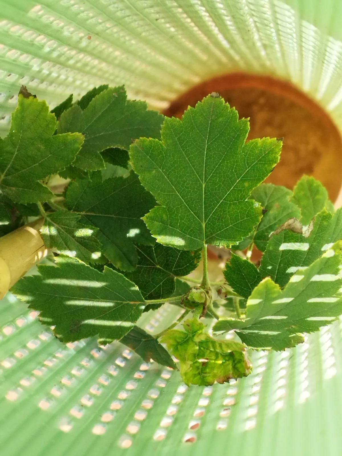 Hoja de un plantón de frondosa dentro de su protector en Albentosa (Teruel)