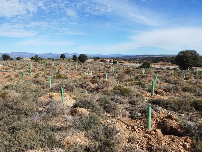 Terreno repoblado con protectores verdes en Albentosa (Teruel)