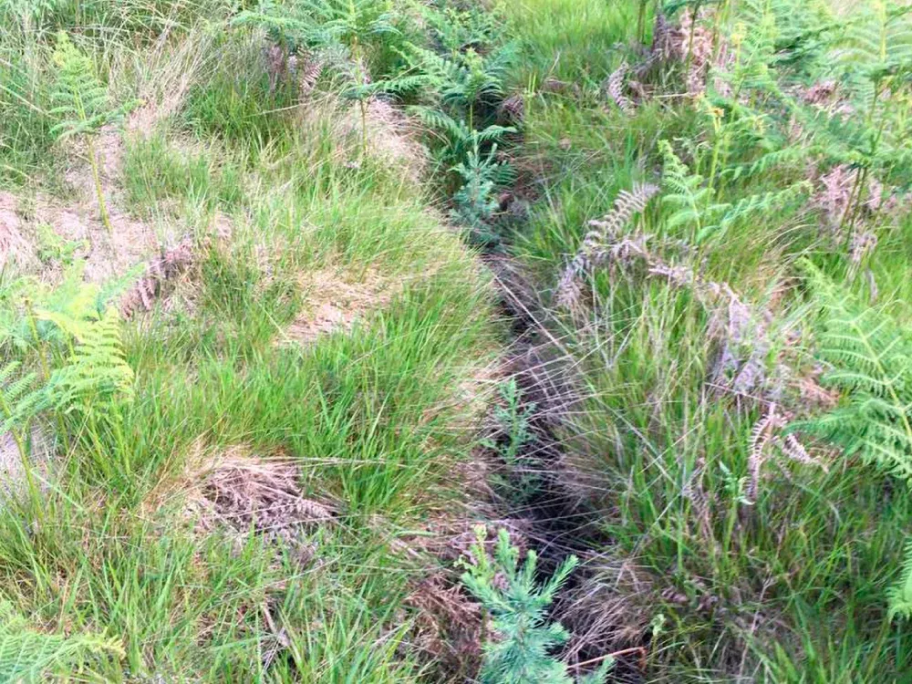 Línea de plantación entre helechos en Carballedo (Pontevedra)