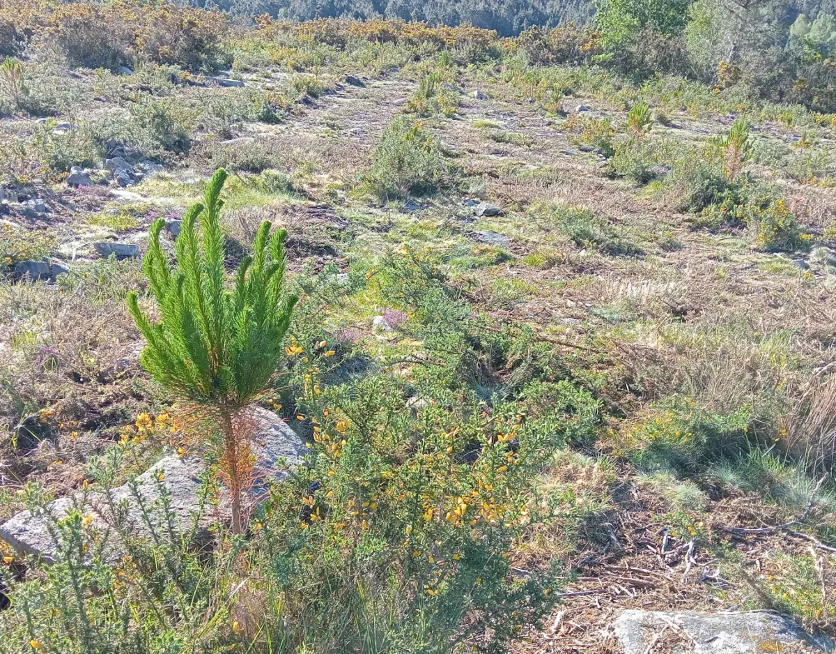Plantón de pino en la repoblación de Carballedo I