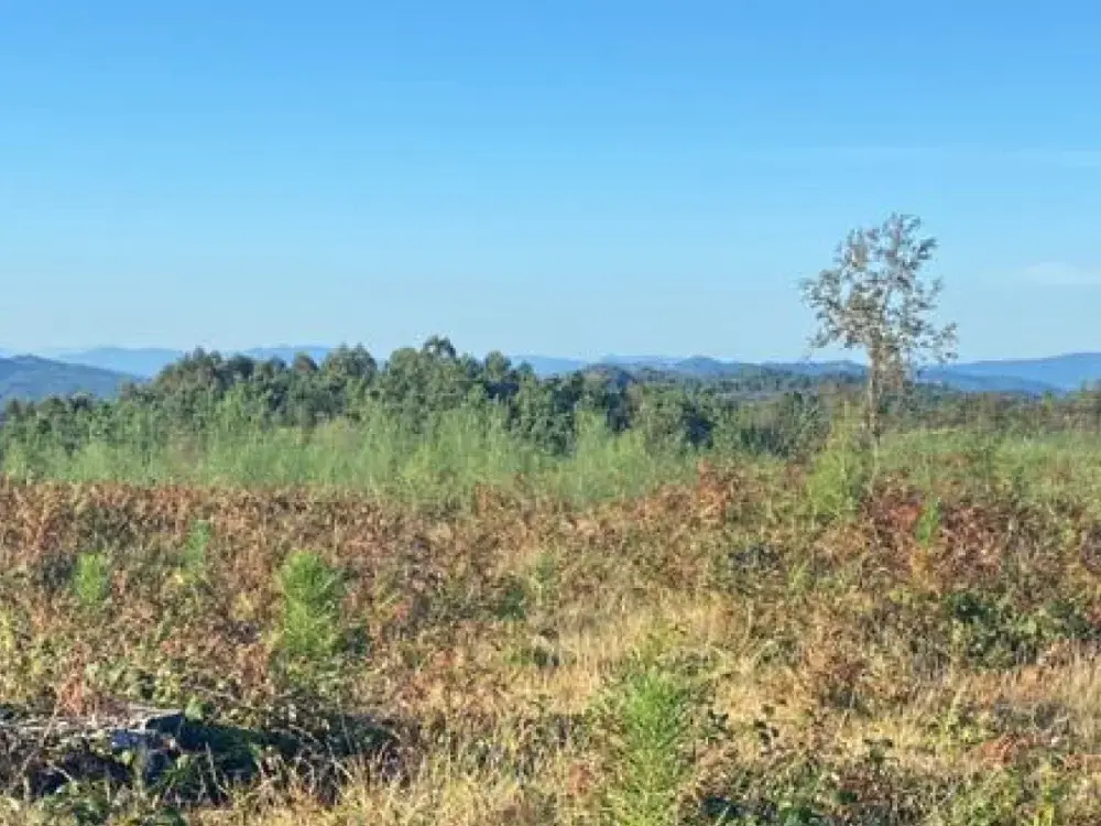 Repoblación de Carballedo II con el monte al fondo (Pontevedra)