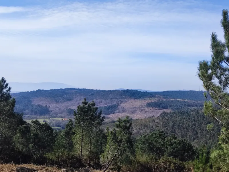 Vista del valle desde la repoblación de Carballedo III (Pontevedra)