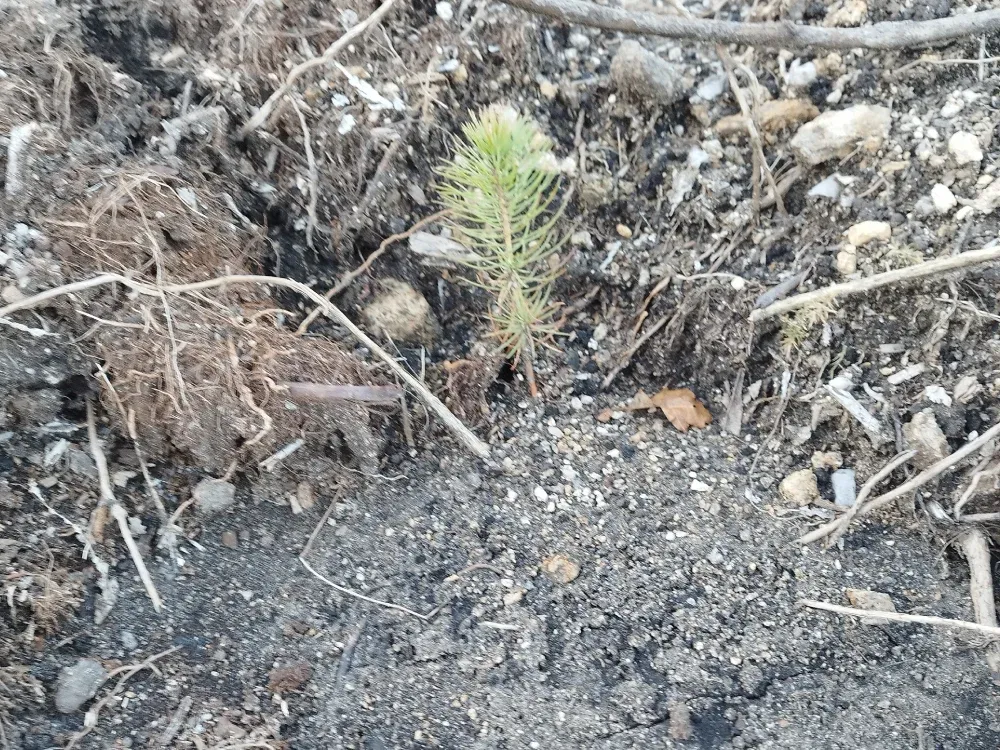 Plantón en suelo preparado en Carballedo III