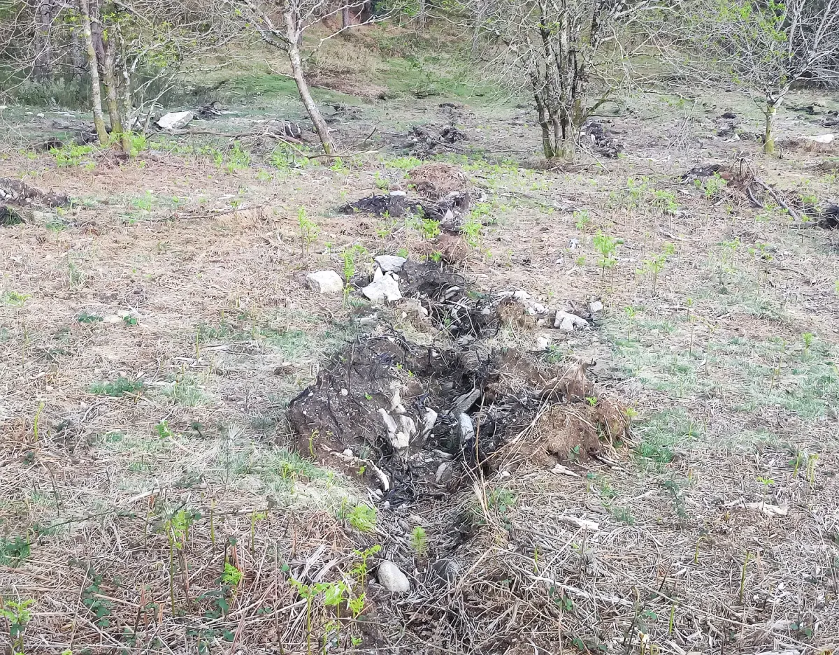 Línea de plantación en Carballedo III