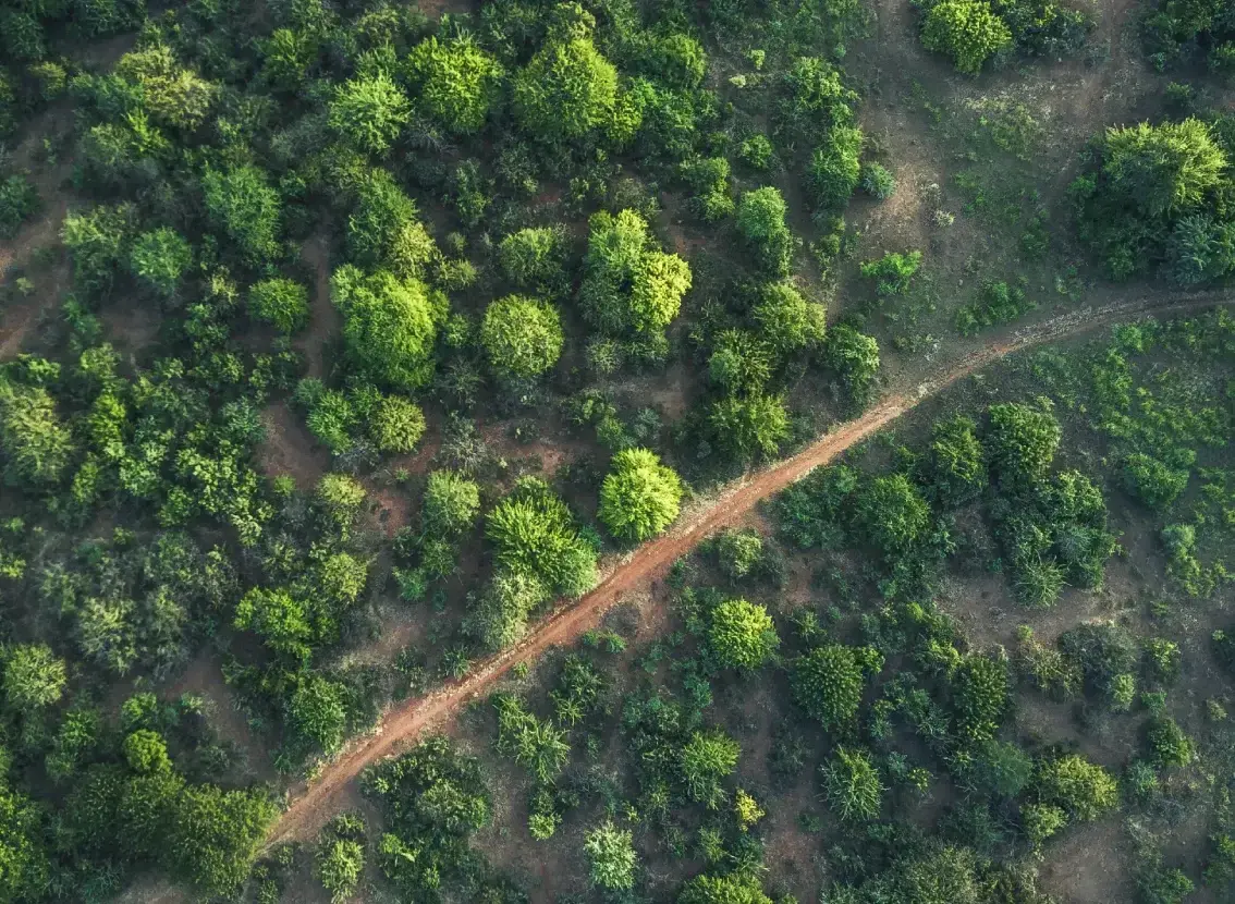 Vista aérea de un bosque atravesado por un camino de tierra