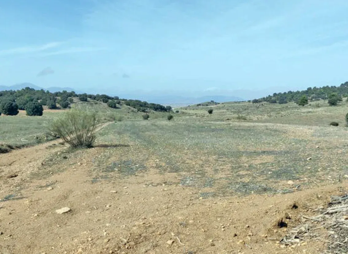 Ladera de monte bajo con matorral y pinos dispersos