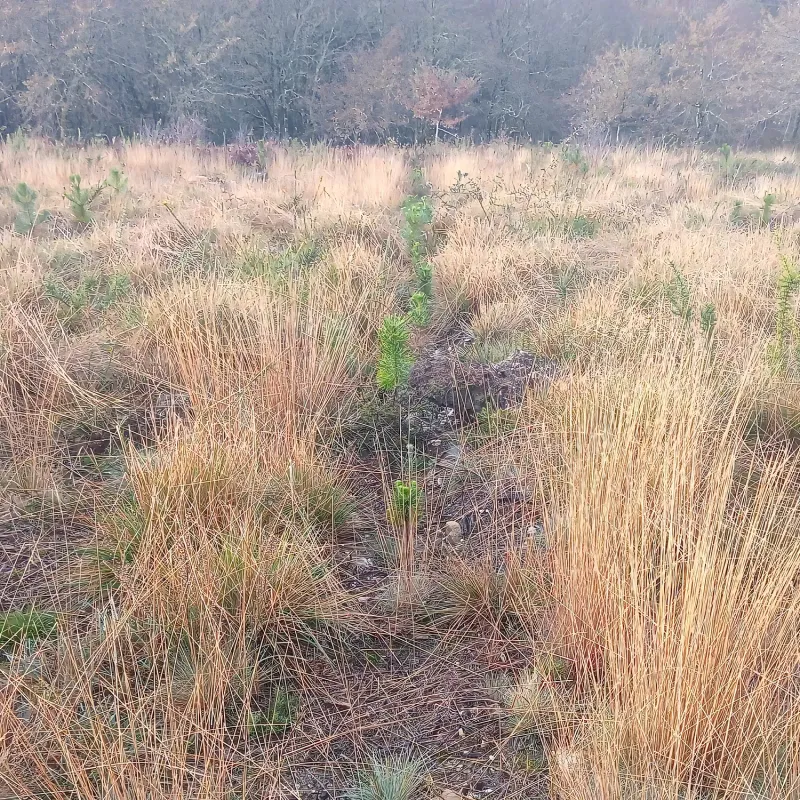 Línea de plantación entre hierba alta en Covas (Pontevedra)