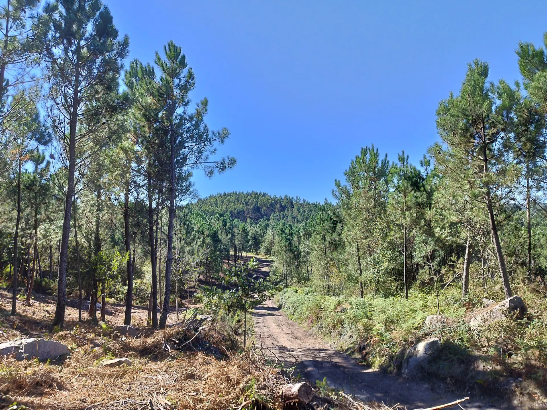 masa forestal