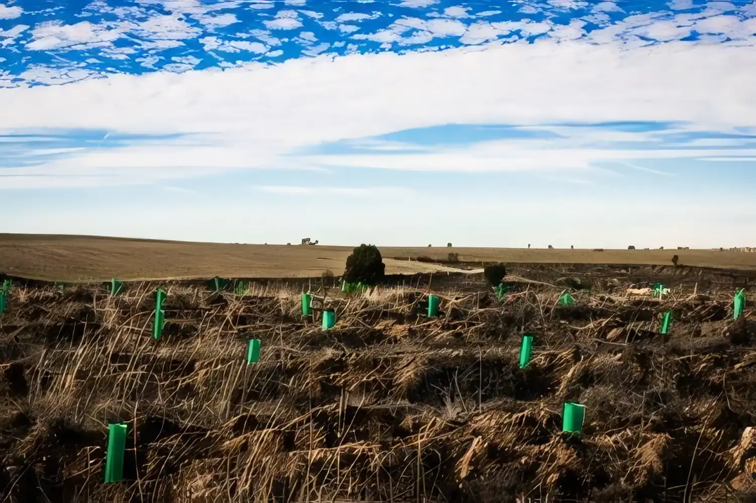 Llanura repoblada con protectores en La Burgalesa (Burgos)