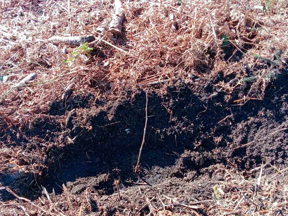 Hoyo de plantación en Loureiro