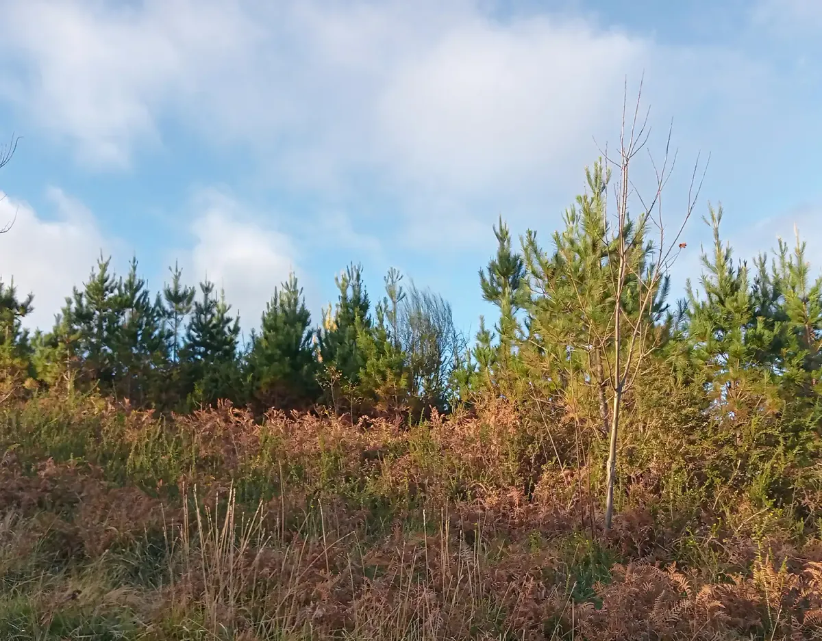 Pinos jóvenes en Loureiro