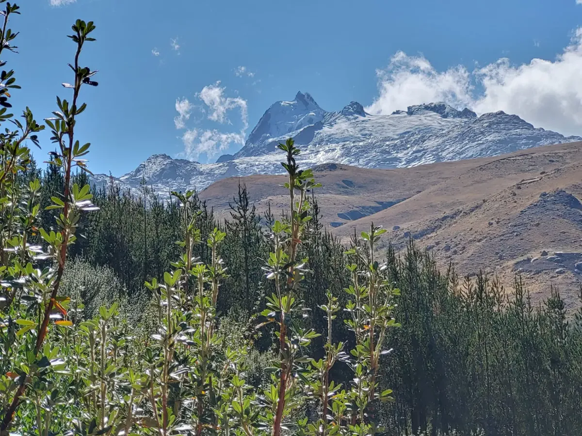 Árboles jóvenes con los Andes al fondo en Huaraz (Perú)