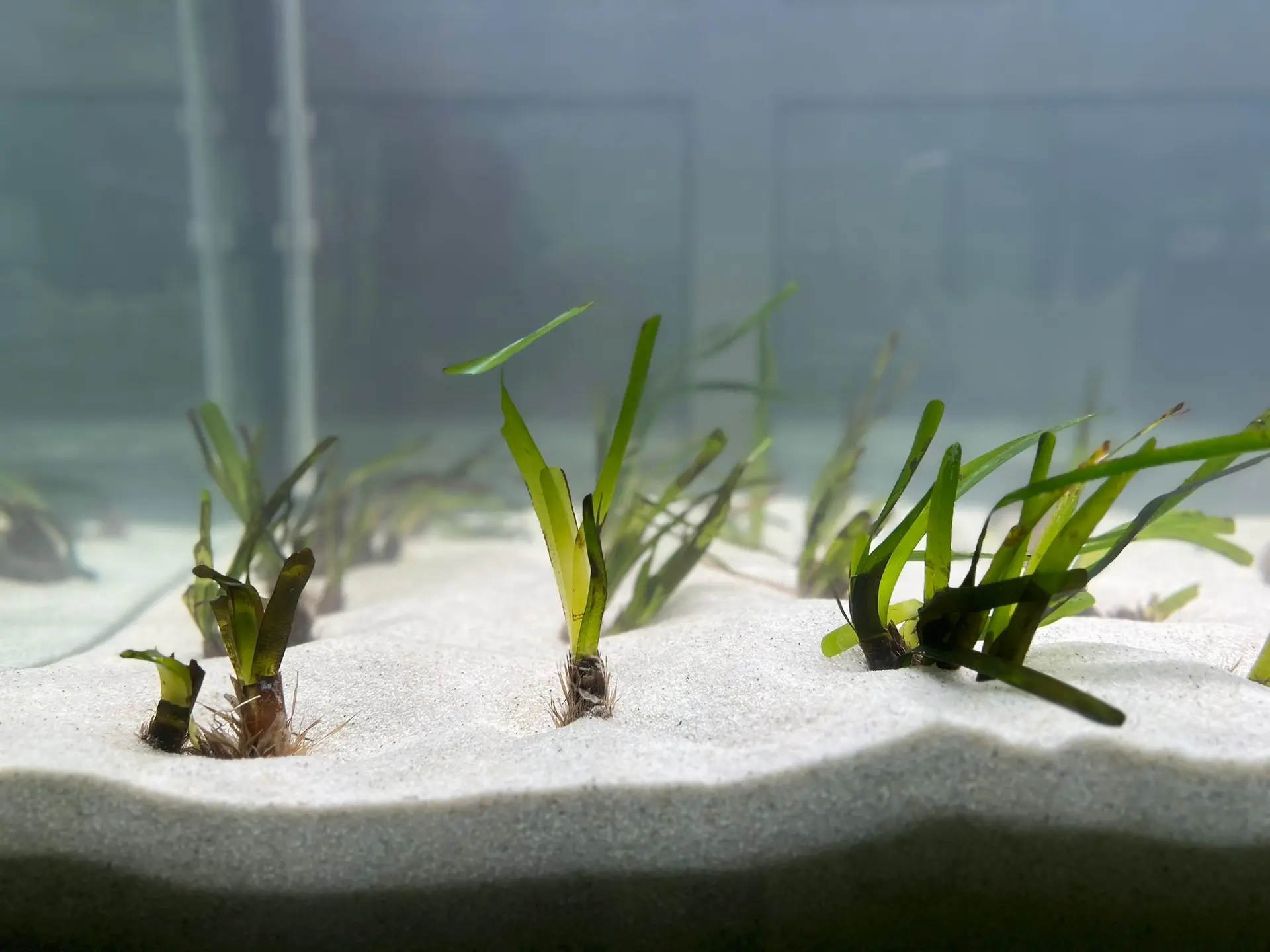 Plántulas de Posidonia oceanica en cultivo en el laboratorio