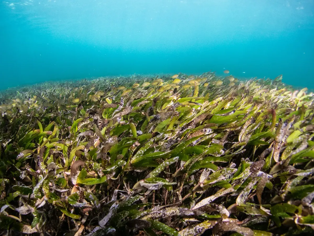 Pradera de Posidonia oceanica bajo el agua