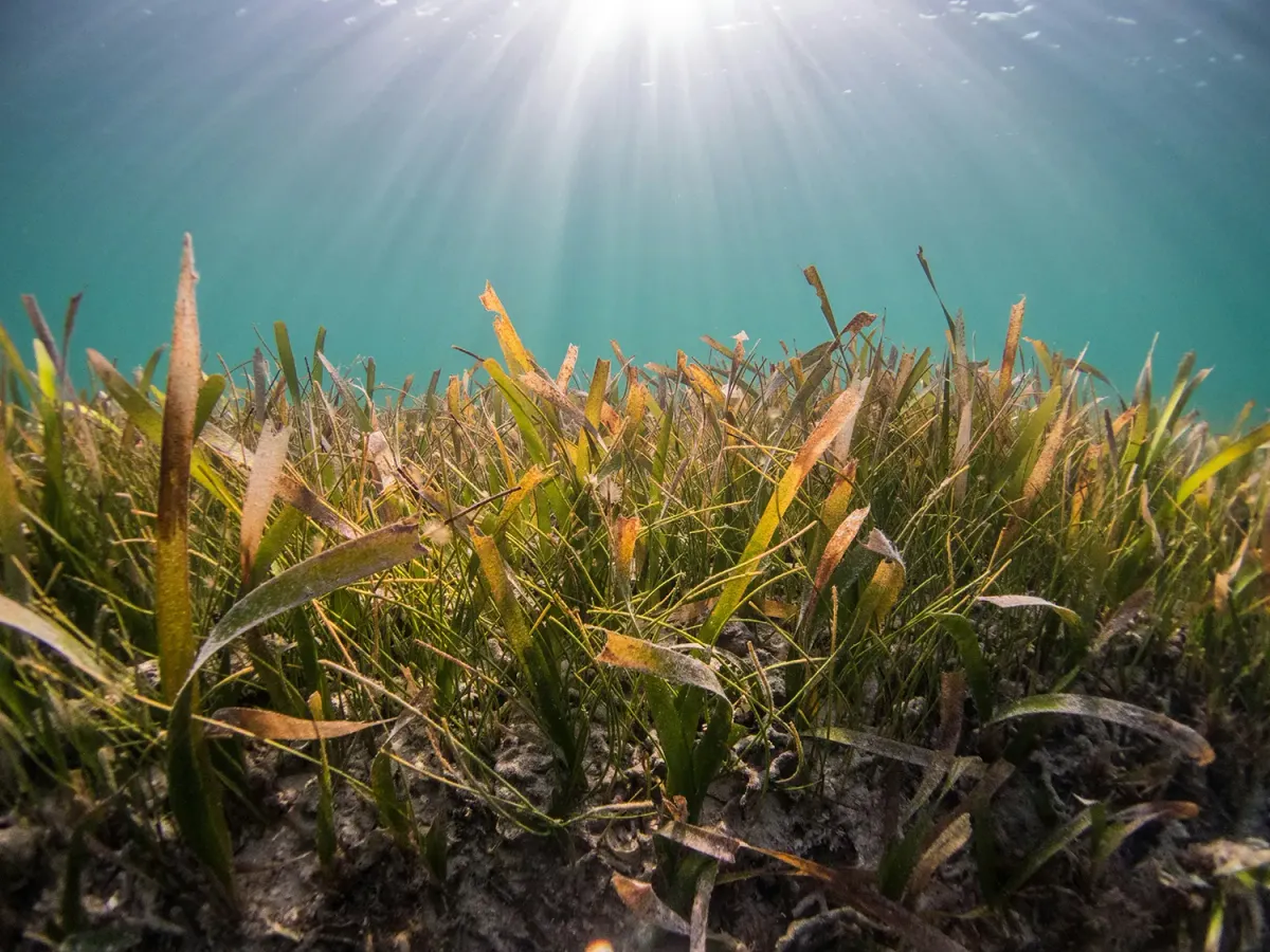Pradera de Posidonia oceanica bajo el agua, a contraluz
