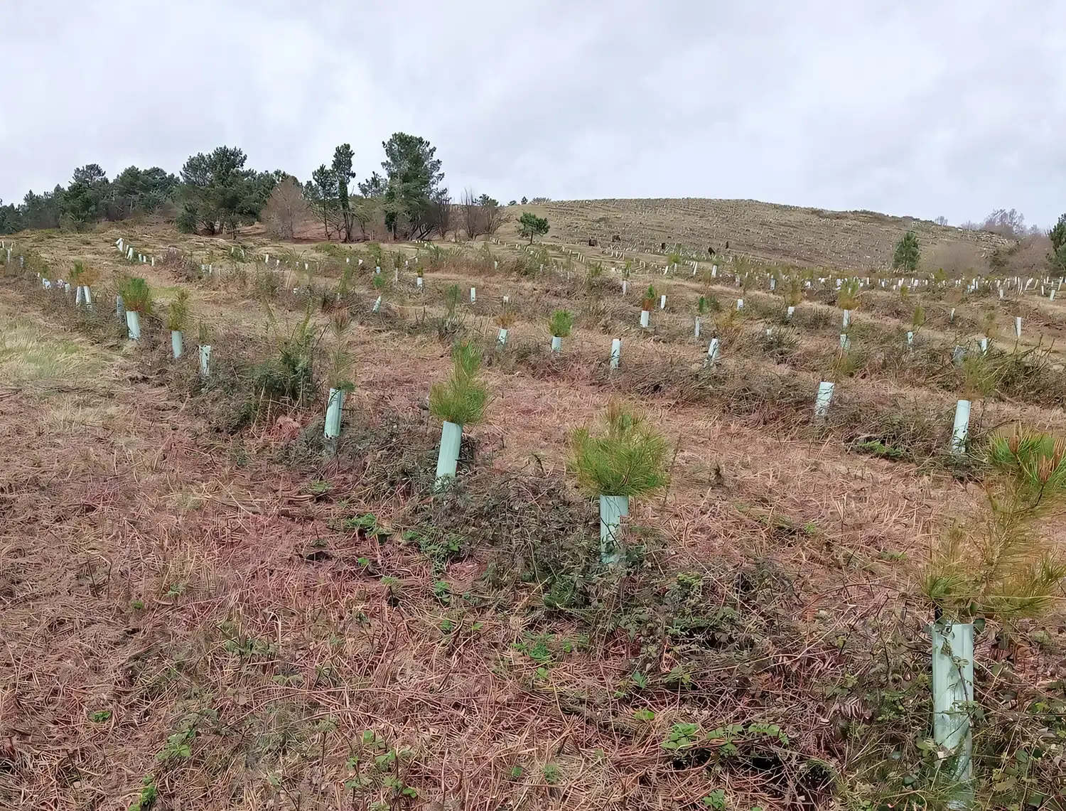 Plantones con protectores en Quireza (Cerdedo-Cotobade, Pontevedra), repoblación tras incendio inscrita con el código 2022-b085