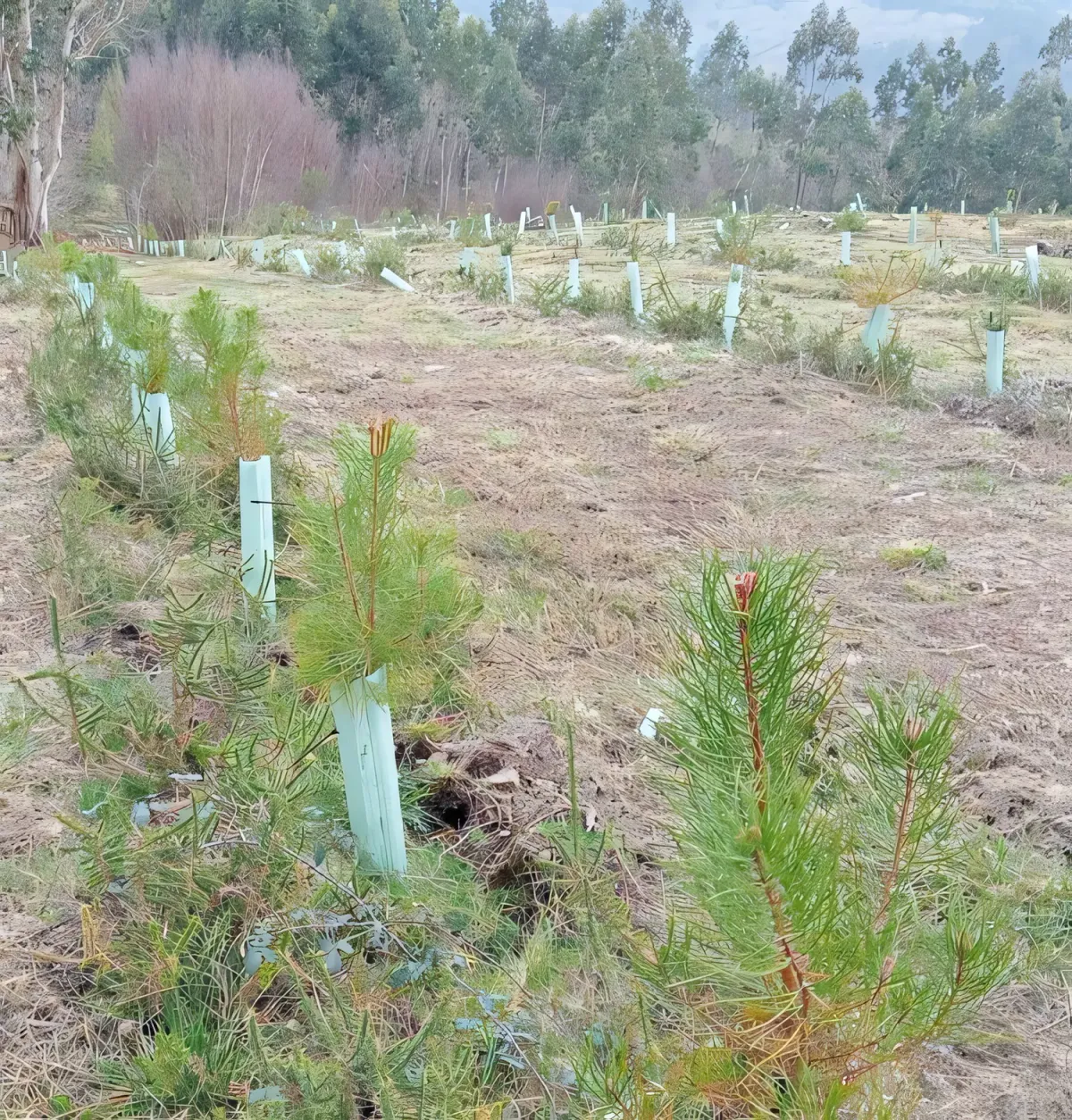 Pinos jóvenes con protectores en Quireza