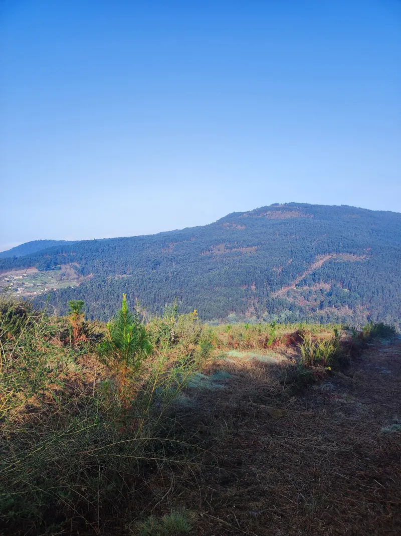 Vista del monte desde la repoblación de Silvoso (Ponte Caldelas, Pontevedra)