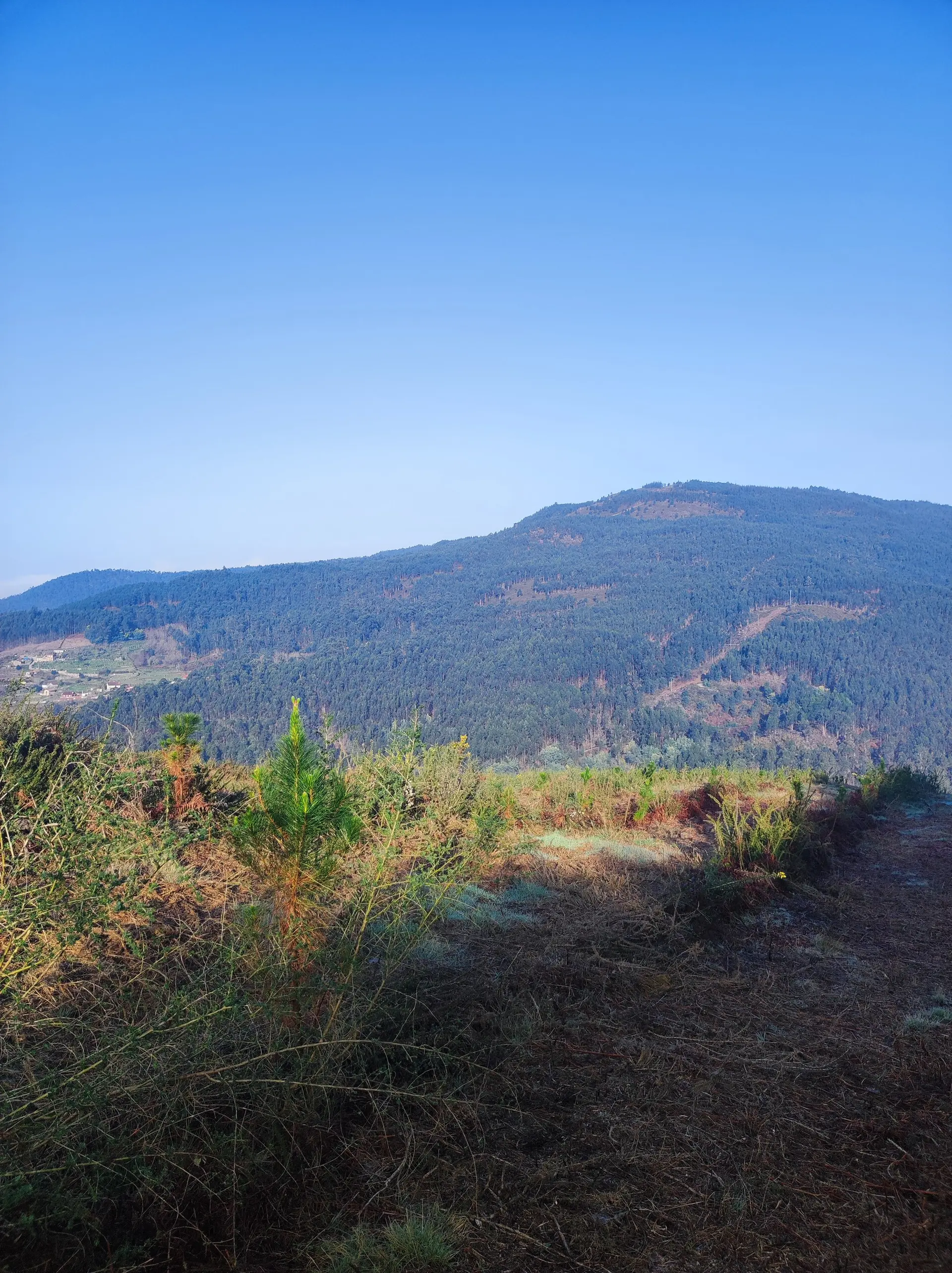 Vista del monte desde la repoblación de Silvoso (Ponte Caldelas, Pontevedra)