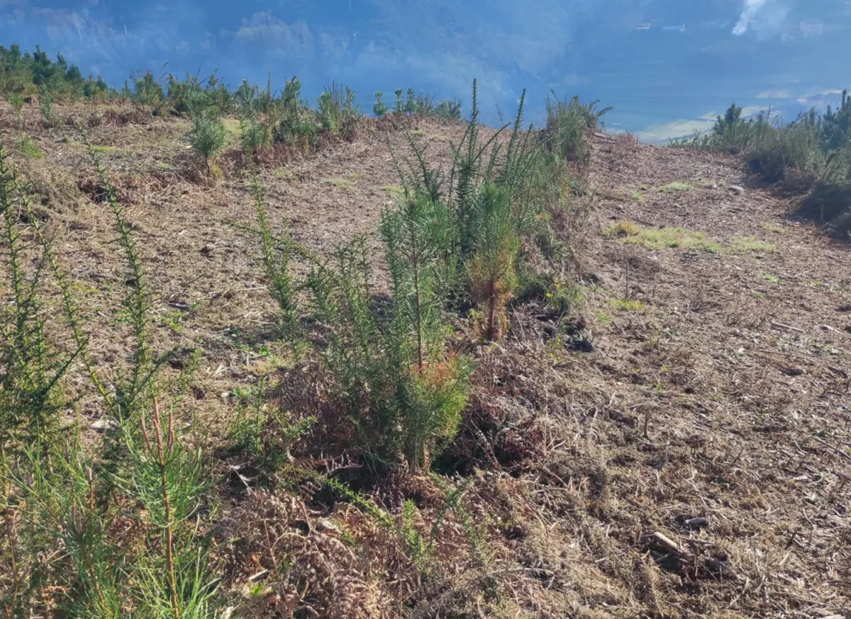 Línea de pinos jóvenes en Silvoso B