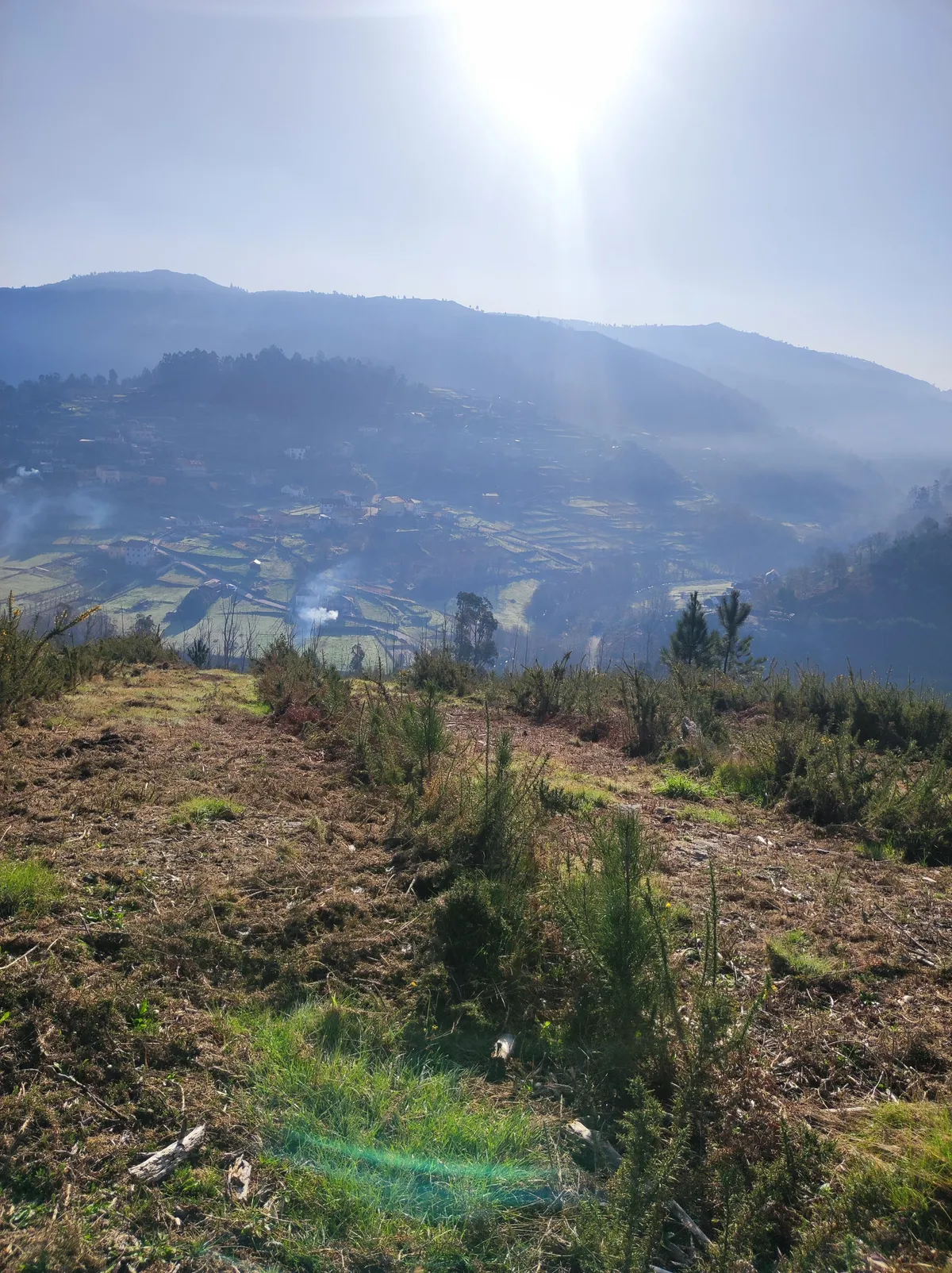 Pinos jóvenes en Silvoso B con el valle al fondo
