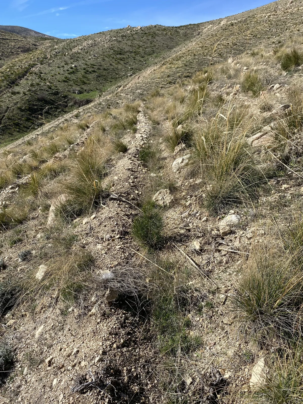 Línea de plantación en una ladera de Sotalbo (Ávila)