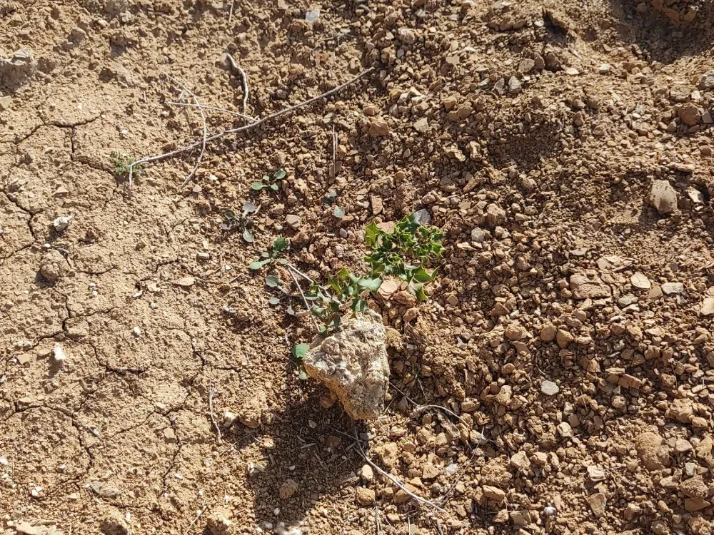 Plantón en suelo arcilloso en Tauste