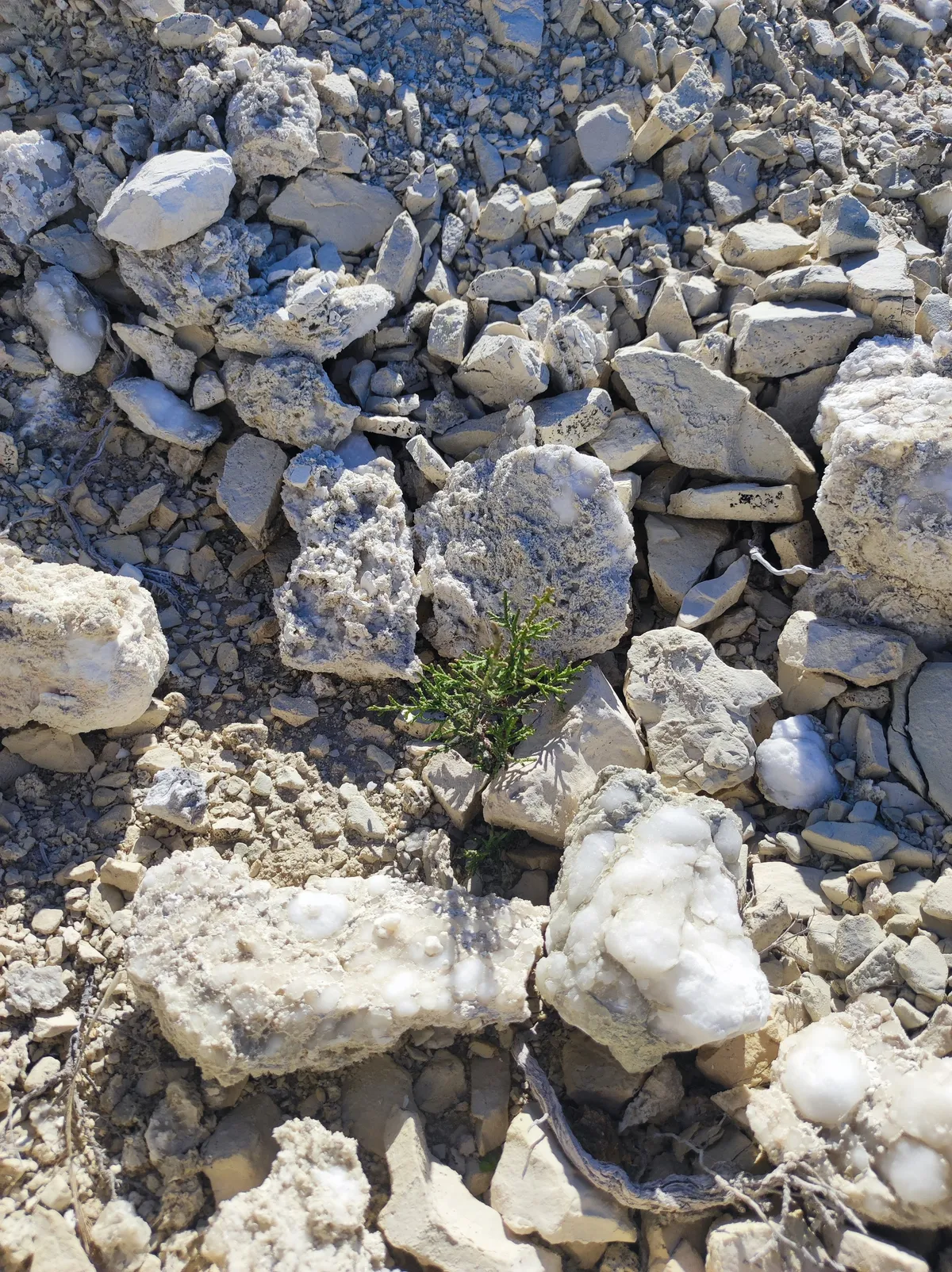 Plantón entre piedras calizas en Tauste