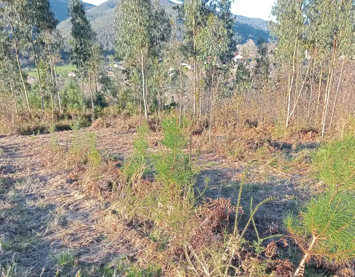 Pinos jóvenes junto a una pista en Tenorio