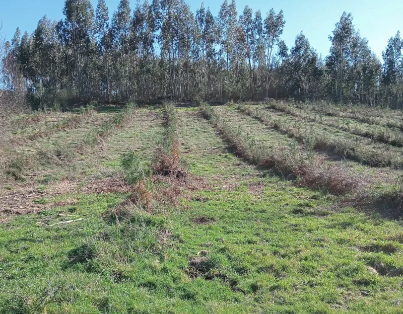 Filas de plantación en Tenorio II (Pontevedra)