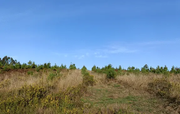 Zona repoblada de Tenorio III (Pontevedra)