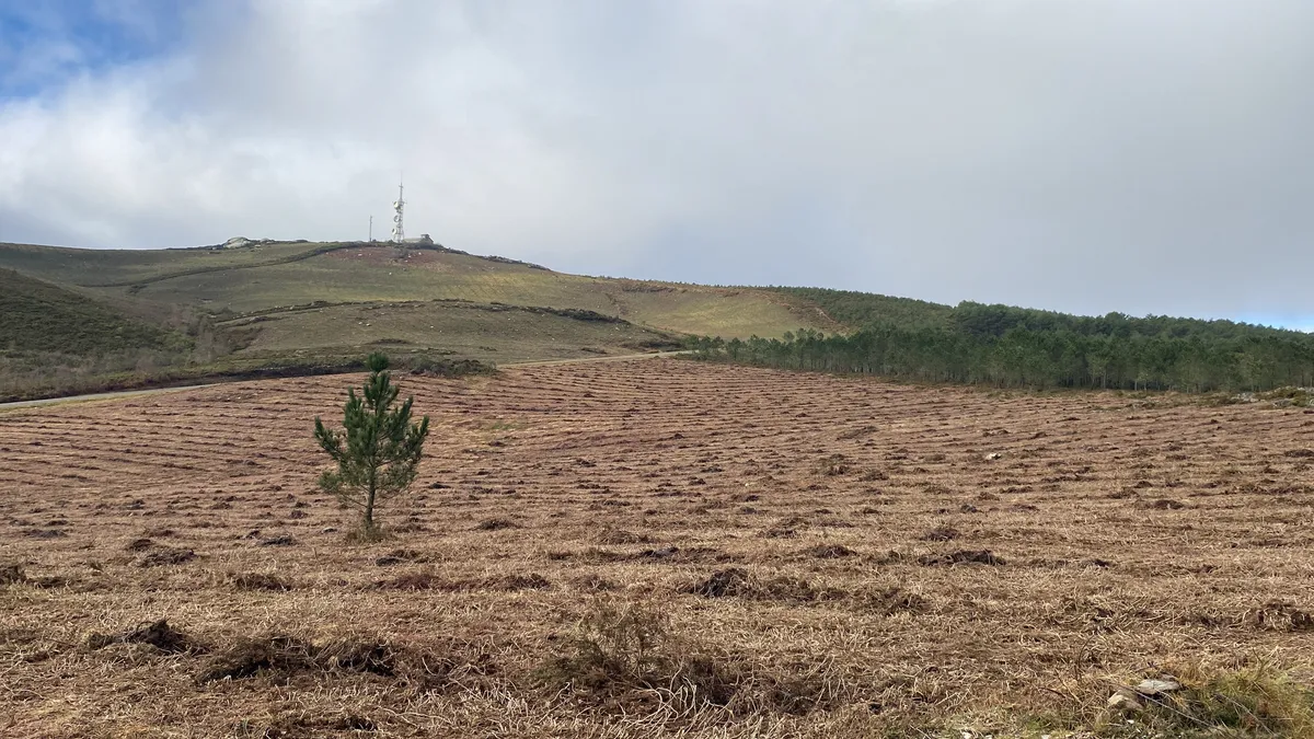 Pino joven en un monte en restauración en Galicia