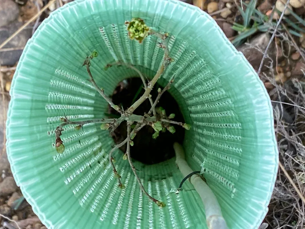 Plantón dentro de un protector, visto desde arriba
