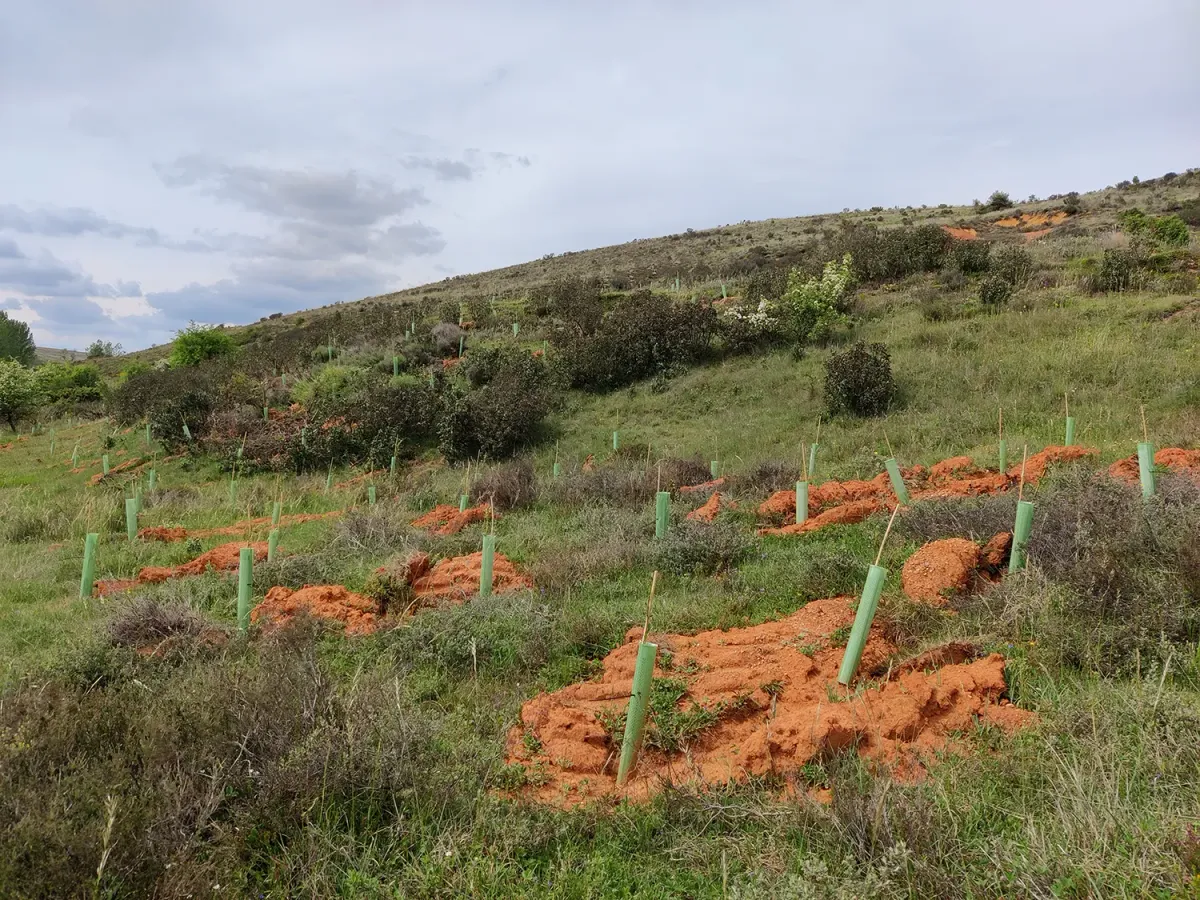 Plantones con protectores en Villanueva de Abajo B